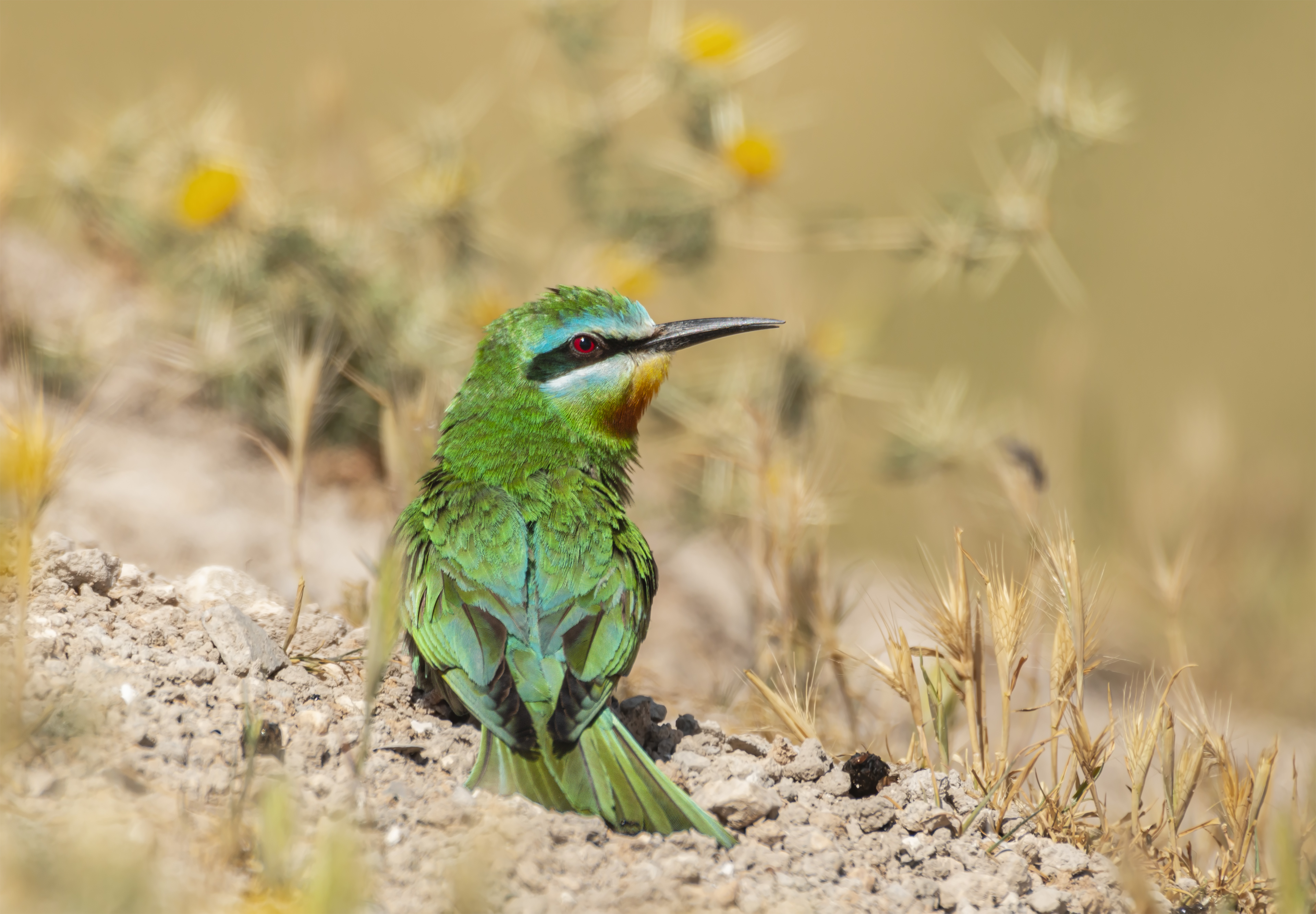 Blue-cheeked Bee-eater